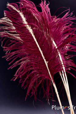 Panicule struzzo calamo dorato - 35-40 cm - bordò